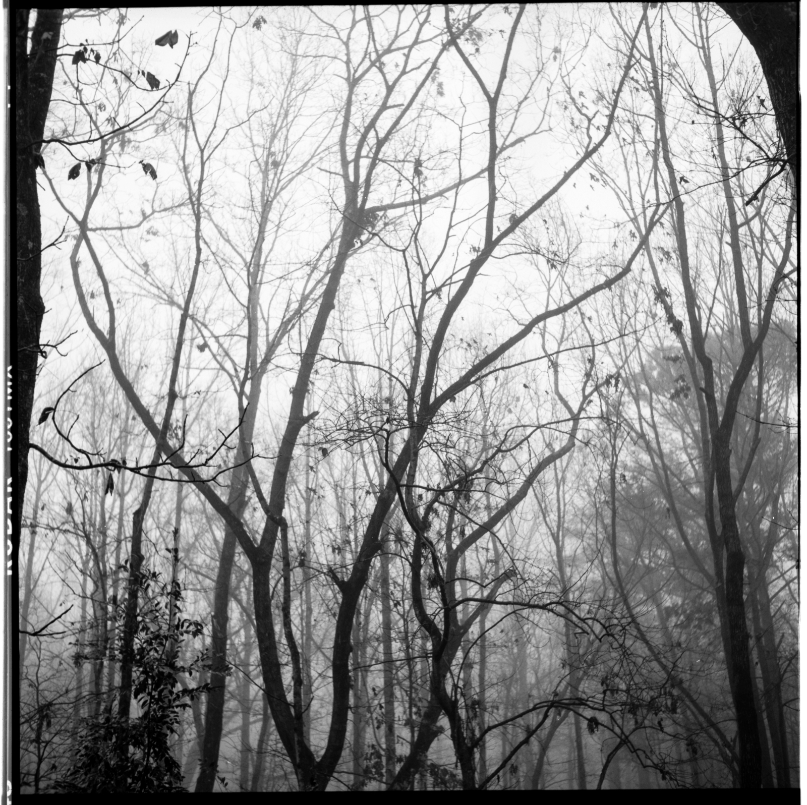 trees-yard-Rollei-1.jpg