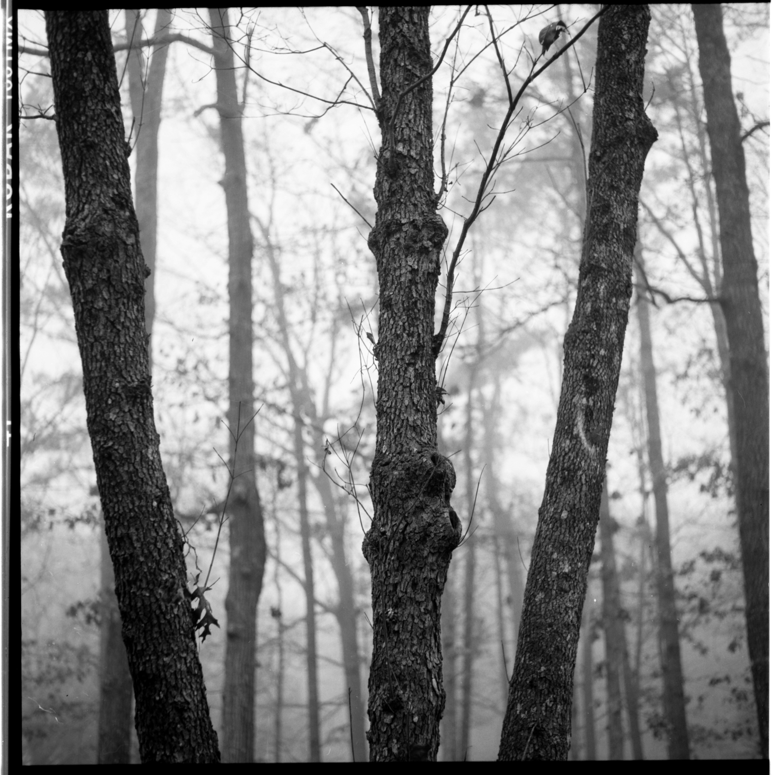 trees-yard-Rollei-2.jpg