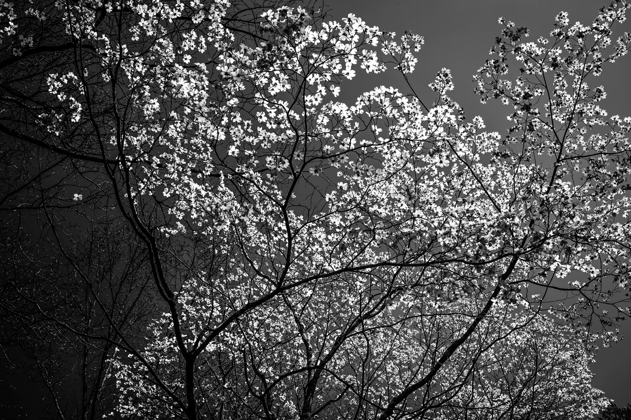 dogwood4.jpg