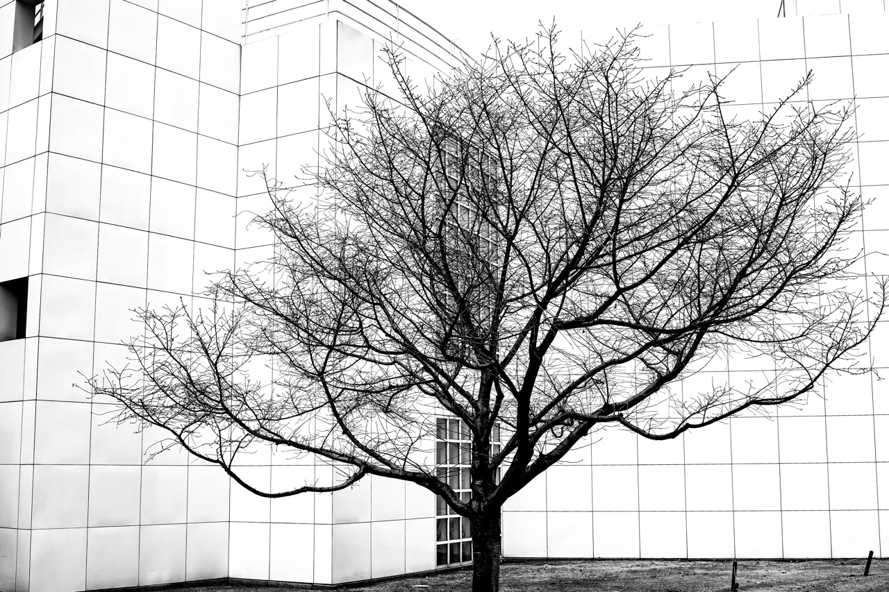 tree-high.jpg