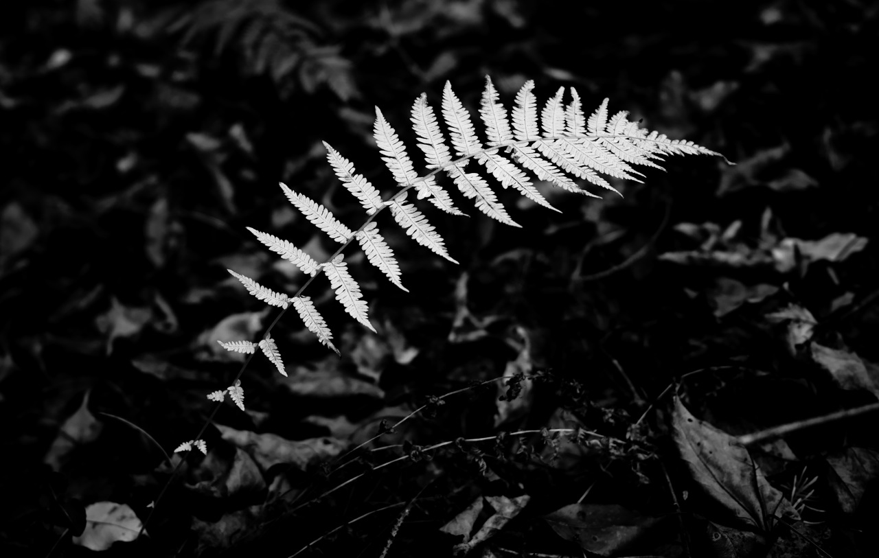 white_fern_bw.jpg