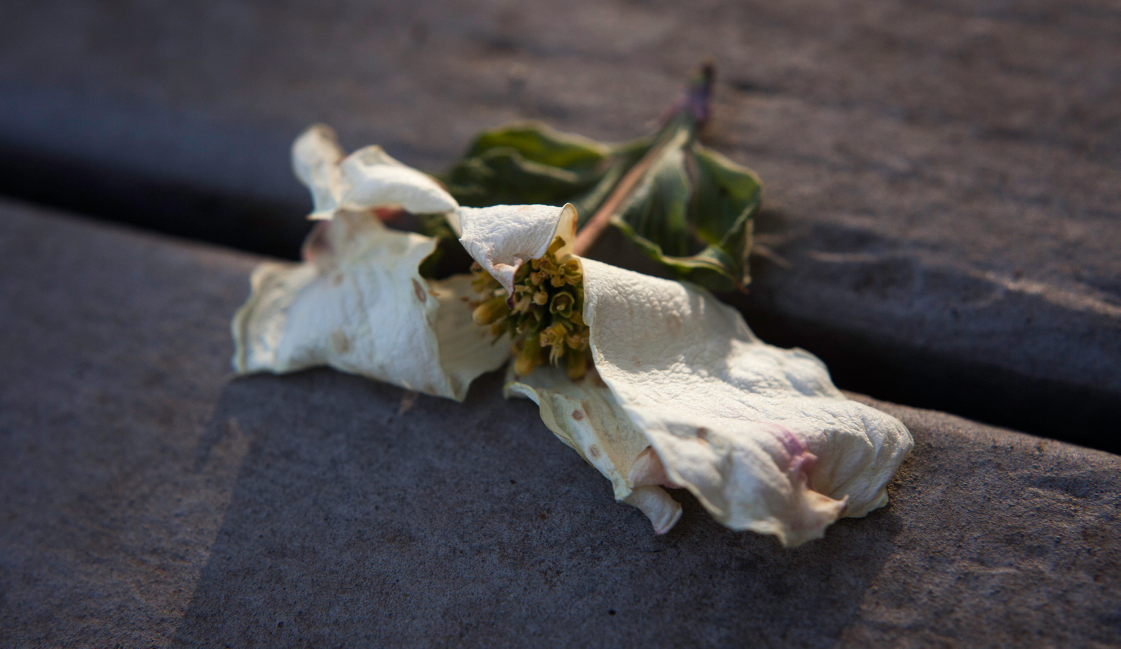 Dogwood-Down.jpg
