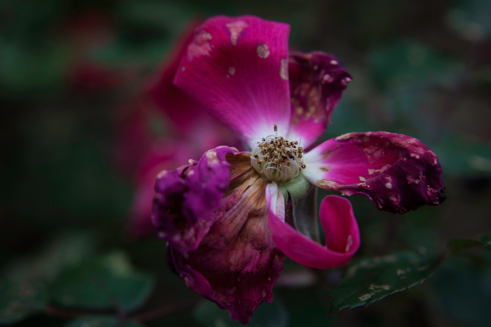 flowers_4-26-12.jpg